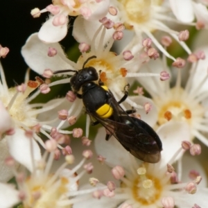 Hylaeus sp. (genus) at Downer, ACT - 29 Oct 2023