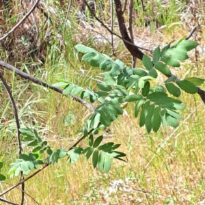 Sorbus domestica at Majura, ACT - 29 Oct 2023