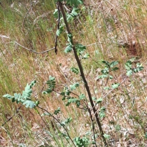 Sorbus domestica at Majura, ACT - 29 Oct 2023 02:55 PM