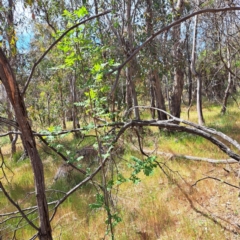 Sorbus domestica at Majura, ACT - 29 Oct 2023