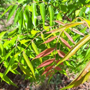 Pistacia chinensis at Majura, ACT - 29 Oct 2023