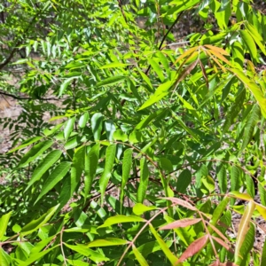 Pistacia chinensis at Majura, ACT - 29 Oct 2023