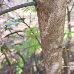 Pistacia chinensis at Majura, ACT - 29 Oct 2023