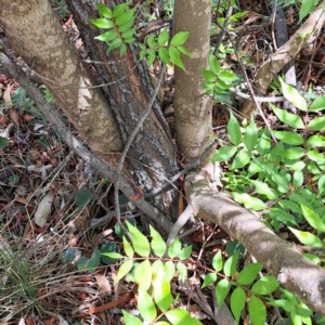 Pistacia chinensis at Majura, ACT - 29 Oct 2023