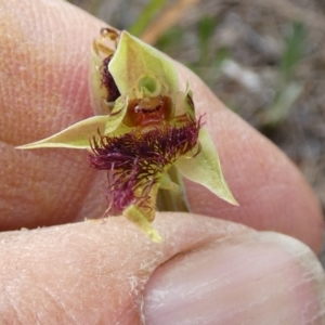 Calochilus paludosus at Borough, NSW - suppressed