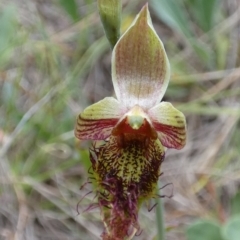 Calochilus paludosus at Borough, NSW - 27 Oct 2023