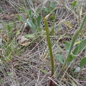 Calochilus paludosus at Borough, NSW - 27 Oct 2023