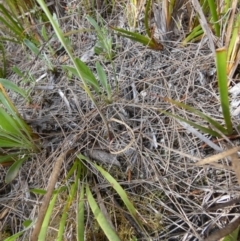 Calochilus paludosus at Borough, NSW - 27 Oct 2023