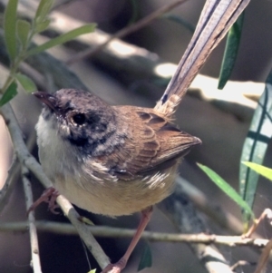 Malurus melanocephalus at Victoria Point, QLD - 29 Oct 2023