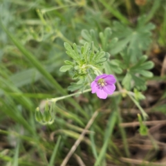 Geranium solanderi var. solanderi (Native Geranium) at Belconnen, ACT - 23 Oct 2023 by sangio7