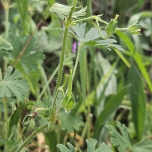 Geranium solanderi var. solanderi at Belconnen, ACT - 23 Oct 2023