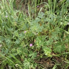 Geranium solanderi var. solanderi at Belconnen, ACT - 23 Oct 2023