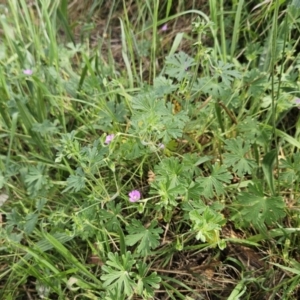 Geranium solanderi var. solanderi at Belconnen, ACT - 23 Oct 2023 09:57 AM