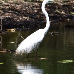 Ardea alba at Victoria Point, QLD - 29 Oct 2023