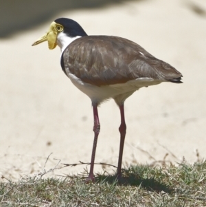 Vanellus miles at Victoria Point, QLD - 29 Oct 2023