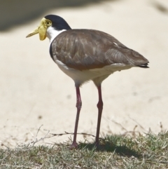 Vanellus miles (Masked Lapwing) at Victoria Point, QLD - 29 Oct 2023 by PJH123