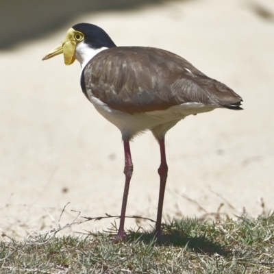 Vanellus miles (Masked Lapwing) at Victoria Point, QLD - 29 Oct 2023 by PJH123