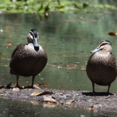 Anas superciliosa (Pacific Black Duck) at Victoria Point, QLD - 29 Oct 2023 by PJH123