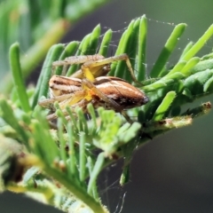 Oxyopes sp. (genus) (Lynx spider) at Wodonga - 27 Oct 2023 by KylieWaldon
