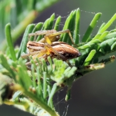 Oxyopes (genus) (Lynx spider) at Bandiana, VIC - 28 Oct 2023 by KylieWaldon