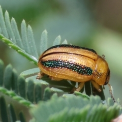 Calomela vittata (Acacia leaf beetle) at Bandiana, VIC - 28 Oct 2023 by KylieWaldon