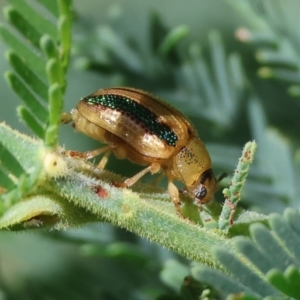 Calomela vittata at Bandiana, VIC - 28 Oct 2023