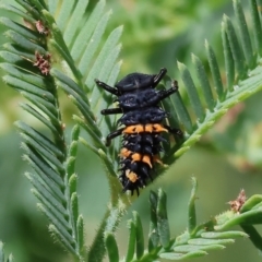 Harmonia conformis (Common Spotted Ladybird) at Bandiana, VIC - 28 Oct 2023 by KylieWaldon