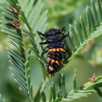 Harmonia conformis (Common Spotted Ladybird) at Bandiana, VIC - 28 Oct 2023 by KylieWaldon