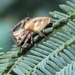 Oxyopes sp. (genus) (Lynx spider) at Bandiana, VIC - 28 Oct 2023 by KylieWaldon