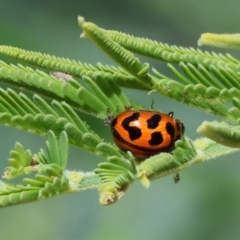 Peltoschema oceanica (Oceanica leaf beetle) at Wodonga - 27 Oct 2023 by KylieWaldon