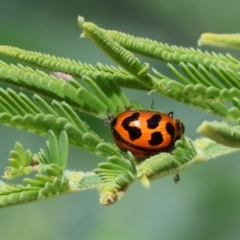 Peltoschema oceanica (Oceanica leaf beetle) at Bandiana, VIC - 27 Oct 2023 by KylieWaldon