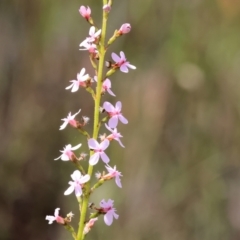 Stylidium graminifolium (Grass Triggerplant) at Wodonga - 27 Oct 2023 by KylieWaldon