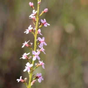 Stylidium graminifolium at Bandiana, VIC - 28 Oct 2023