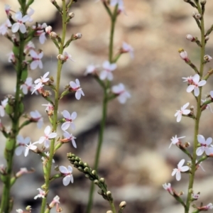 Stylidium graminifolium at Bandiana, VIC - 28 Oct 2023 09:39 AM