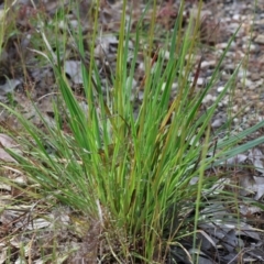 Stylidium graminifolium at Bandiana, VIC - 28 Oct 2023