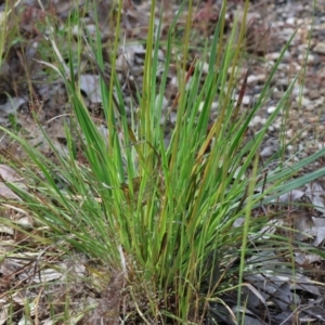 Stylidium graminifolium at Bandiana, VIC - 28 Oct 2023 09:39 AM