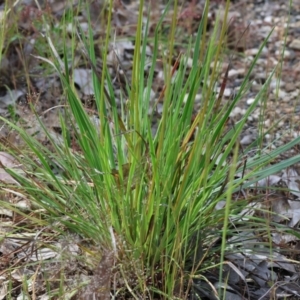 Stylidium graminifolium at Bandiana, VIC - 28 Oct 2023