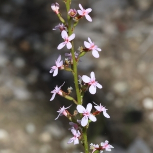 Stylidium graminifolium at Bandiana, VIC - 28 Oct 2023 09:39 AM