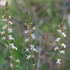 Stylidium graminifolium at Bandiana, VIC - 28 Oct 2023 09:39 AM