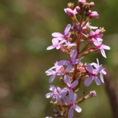 Stylidium sp. (Trigger Plant) at Bandiana, VIC - 28 Oct 2023 by KylieWaldon