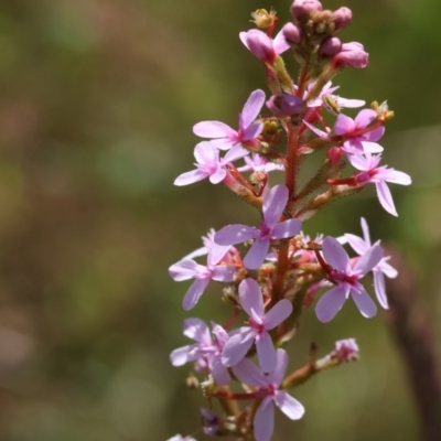 Stylidium sp. (Trigger Plant) at Bandiana, VIC - 27 Oct 2023 by KylieWaldon