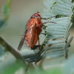 Lauxaniidae (family) (Unidentified lauxaniid fly) at Wodonga - 27 Oct 2023 by KylieWaldon