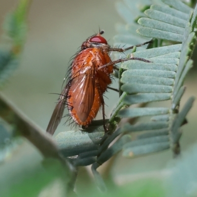 Lauxaniidae (family) (Unidentified lauxaniid fly) at Bandiana, VIC - 27 Oct 2023 by KylieWaldon