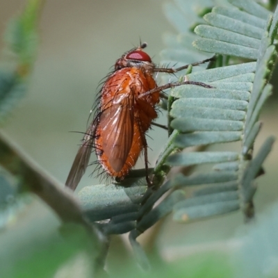 Lauxaniidae (family) (Unidentified lauxaniid fly) at Bandiana, VIC - 28 Oct 2023 by KylieWaldon