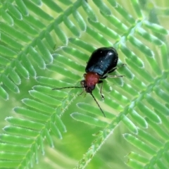 Adoxia benallae (Leaf beetle) at Bandiana, VIC - 28 Oct 2023 by KylieWaldon