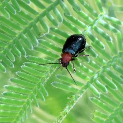 Adoxia benallae (Leaf beetle) at Wodonga - 27 Oct 2023 by KylieWaldon