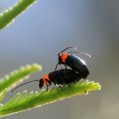 Adoxia benallae at Bandiana, VIC - 28 Oct 2023 09:56 AM