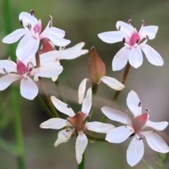 Burchardia umbellata (Milkmaids) at Bandiana, VIC - 28 Oct 2023 by KylieWaldon