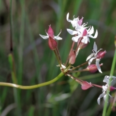 Burchardia umbellata at Bandiana, VIC - 28 Oct 2023