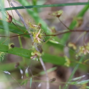 Drosera (genus) at Bandiana, VIC - 28 Oct 2023 09:45 AM